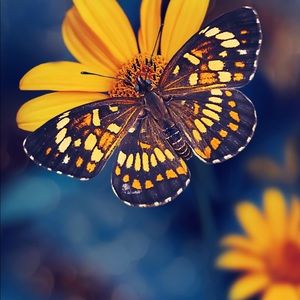 Meet your Posher, Valerie